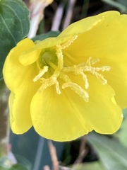 Oenothera