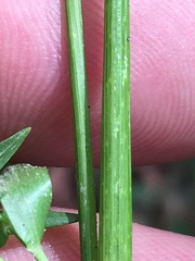 Dichanthelium dichotomum