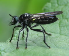 Laphria canis