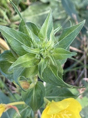 Oenothera
