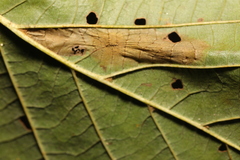 Phyllonorycter strigulatella