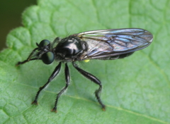 Laphria canis