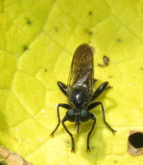 Laphria canis
