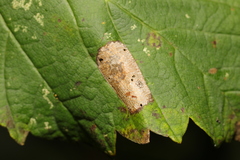 Phyllonorycter klemannella