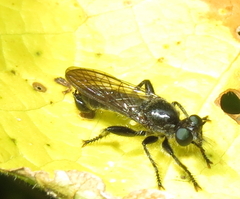 Laphria canis