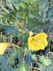Oenothera