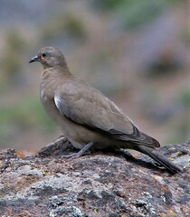 Metriopelia melanoptera