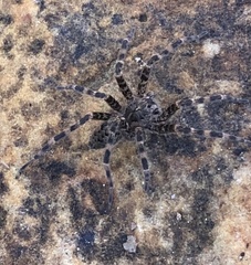 Dolomedes tenebrosus