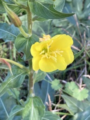 Oenothera