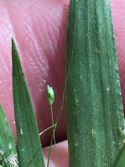 Dichanthelium dichotomum