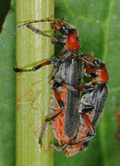 Cantharis rustica