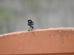 Saxicola torquatus