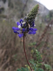 Dalea coerulea
