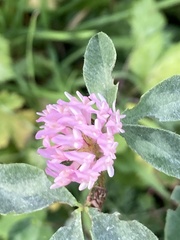 Trifolium pratense
