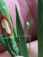 Dichanthelium dichotomum