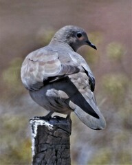 Metriopelia melanoptera