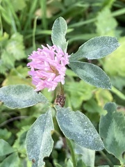 Trifolium pratense