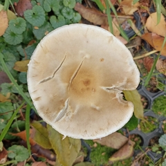 Agrocybe praecox