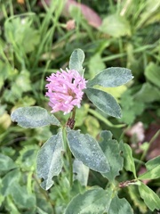 Trifolium pratense
