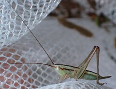 Conocephalus gracillimus