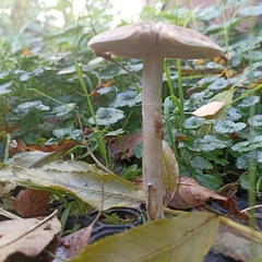 Agrocybe praecox
