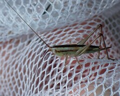 Conocephalus gracillimus