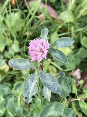 Trifolium pratense