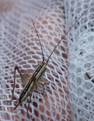 Conocephalus gracillimus