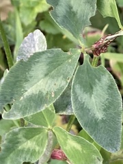 Trifolium pratense