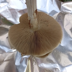 Agrocybe praecox