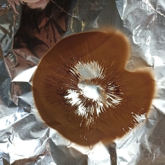 Agrocybe praecox