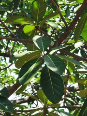 Ficus