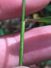 Dichanthelium dichotomum