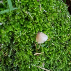 Mycena metata