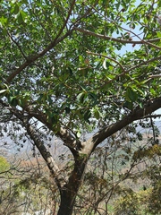 Ficus