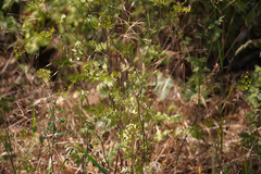 Chaerophyllum temulum