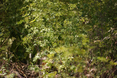 Chaerophyllum temulum