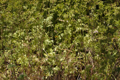 Chaerophyllum temulum