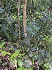 Myrcianthes fragrans