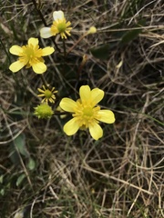 Ranunculus insignis