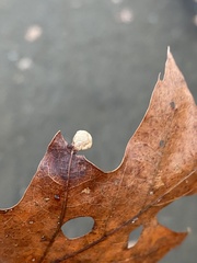 Macrodiplosis majalis