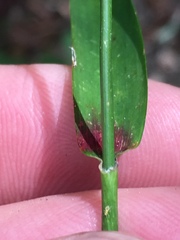Dichanthelium dichotomum