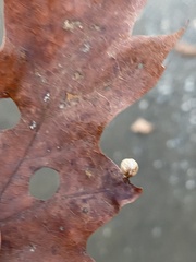 Macrodiplosis majalis