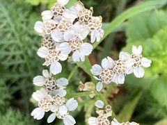 Achillea millefolium