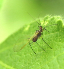 Uroleucon nigrotuberculatum