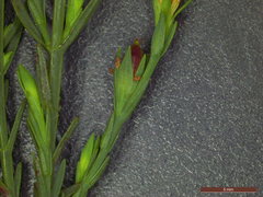 Hypericum drummondii