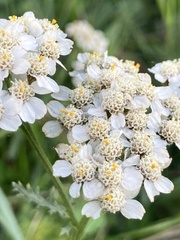 Achillea millefolium