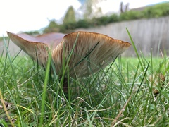 Paxillus cuprinus