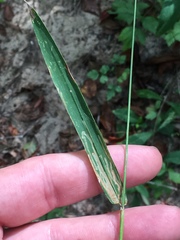 Dichanthelium dichotomum