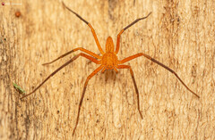 Suemus punctatus